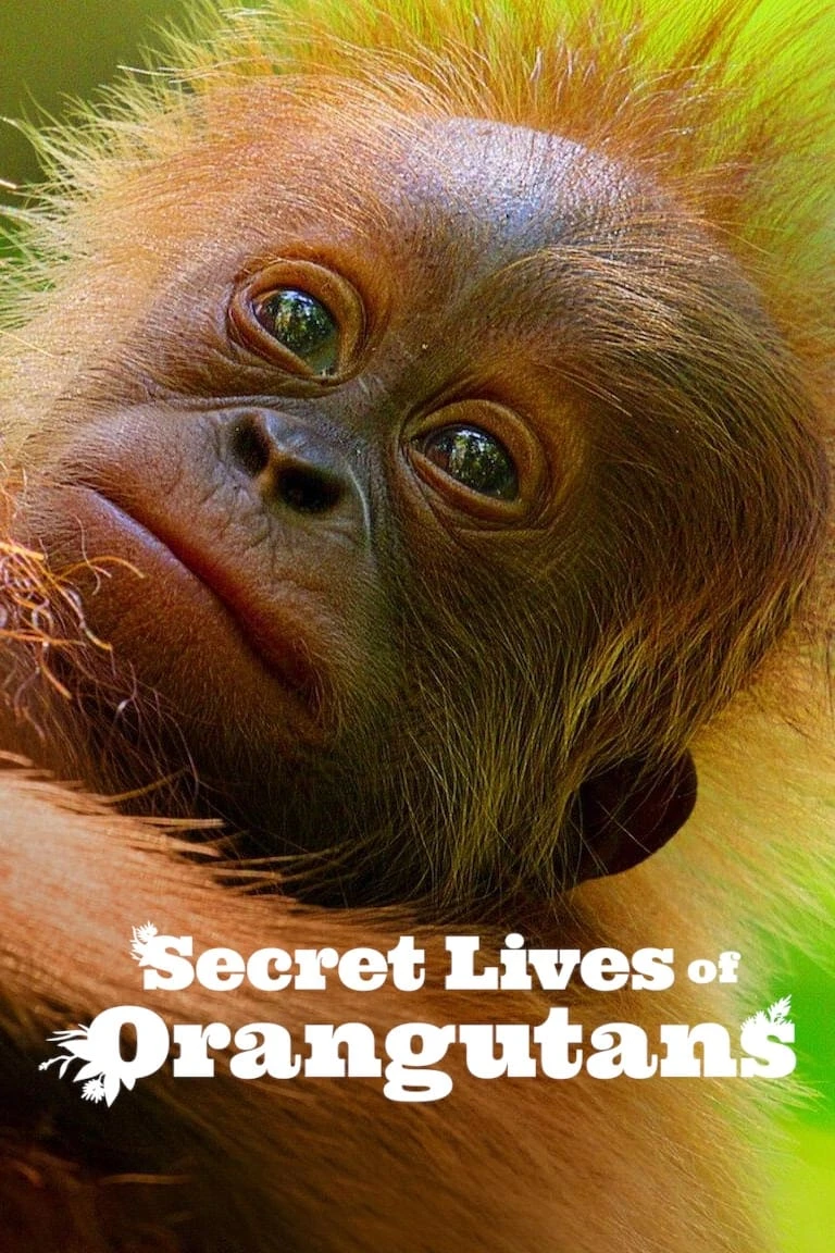 Xem phim Cuộc sống bí mật của đười ươi - Secret Lives of Orangutans
