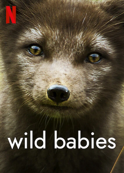 Xem phim Động Vật Chào Đời - Wild Babies