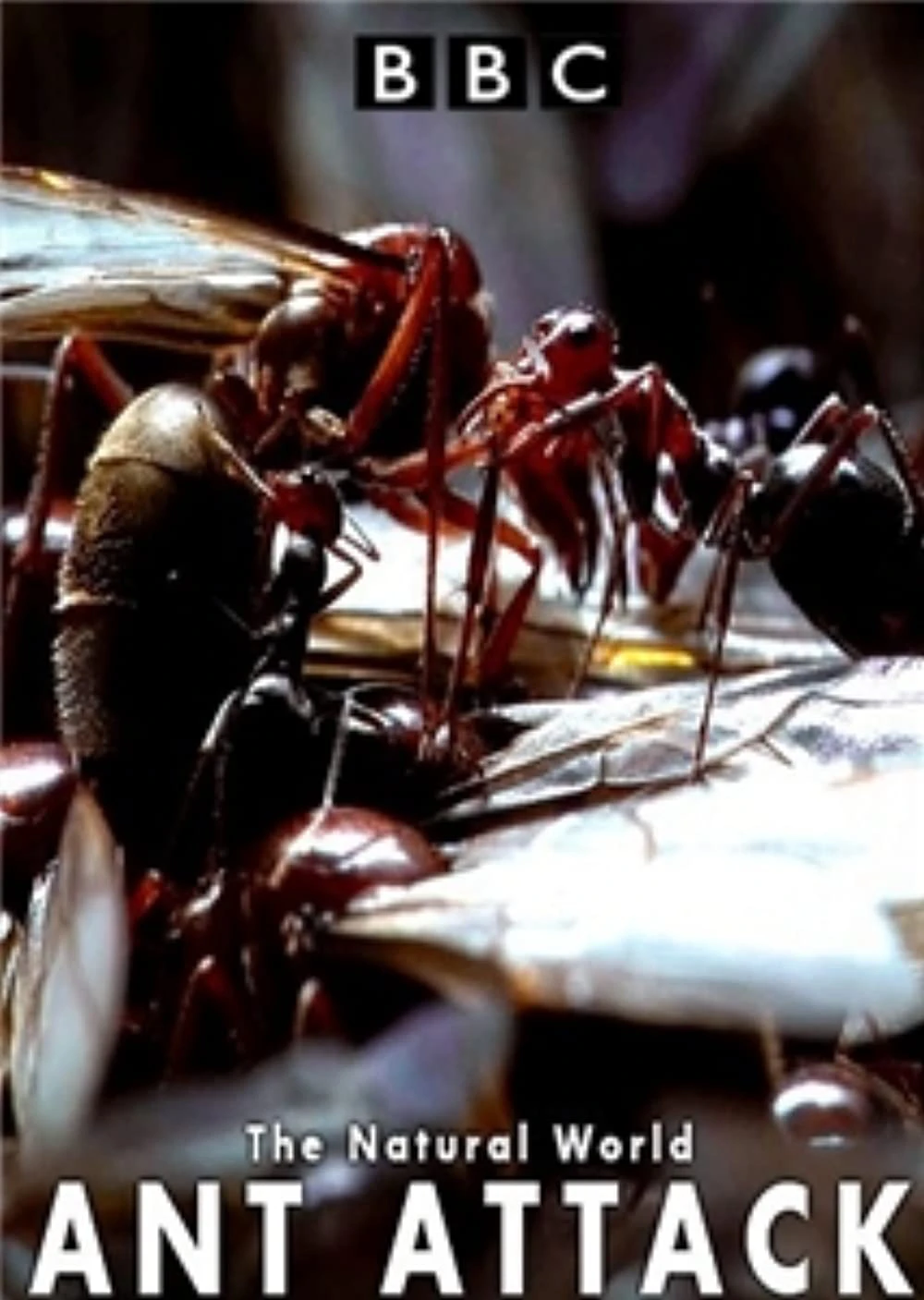 Xem phim Kiến Ăn Thịt - The Natural World - Ant Attack