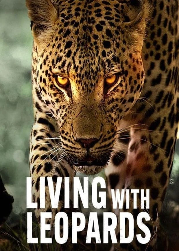 Xem phim Sống Cùng Báo Hoa - Living with Leopards